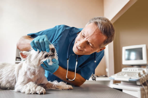 Best Emergency Dental Services Near Me  in Velva, ND